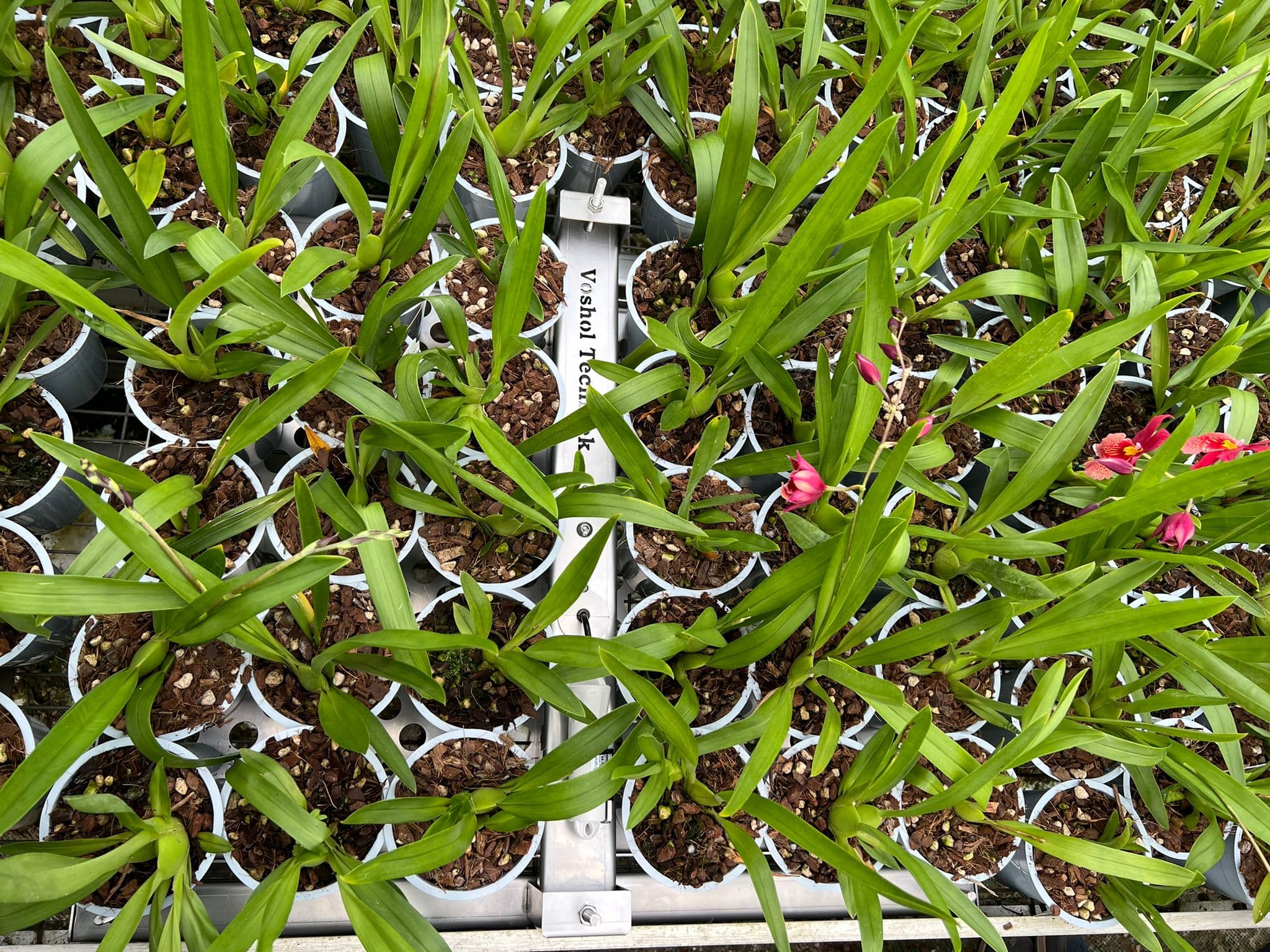 Weegschaal voor potplanten en stektrays