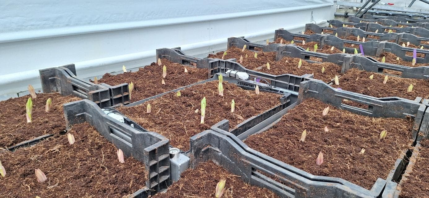 Weegsysteem voor eb- en vloedtrays met jonge planten