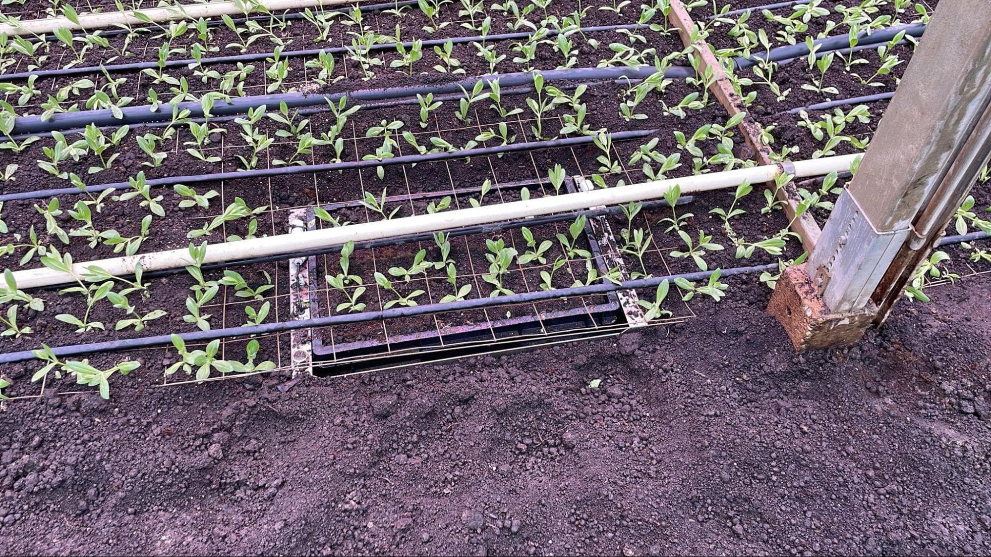 Weeggoot voor vollegrondteelt met jonge planten