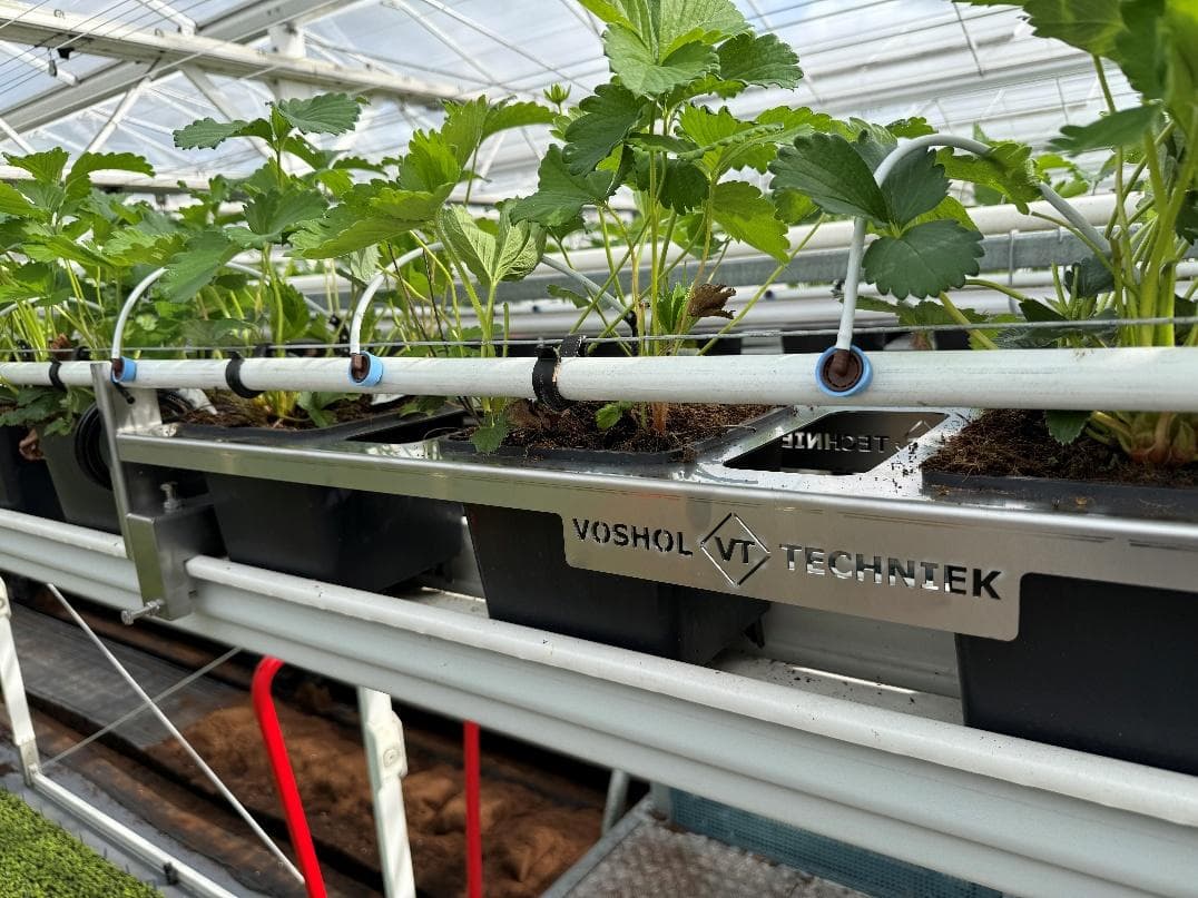 Aardbeienweegschaal voor potten in de kas